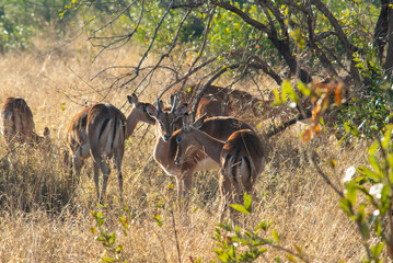 Impala in the wild