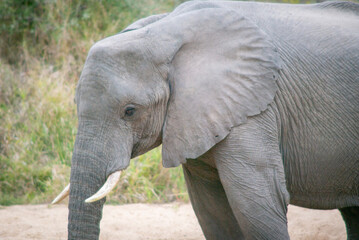 Fototapeta premium Elephant