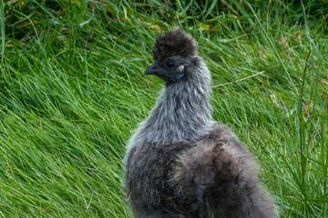 Birdlife at the Faroe Islands