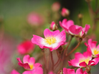 Fototapeta premium つるバラ 安曇野 ピンクの花