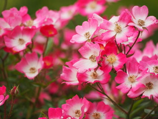 Fototapeta na wymiar つるバラ　安曇野　ピンクの花
