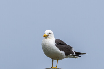 Fototapeta premium Birdlife at the Faroe Islands