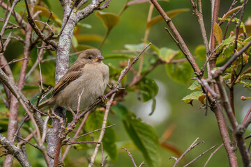 Birdlife at the Faroe Islands