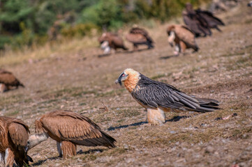 Bearded Vulture in the Pyrenees, Spain.