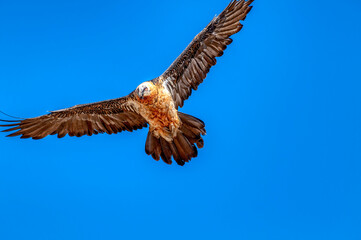Bearded Vulture flying, Gypaetus barbatus in the Pyrenees, Spain.