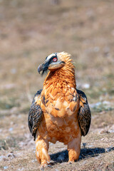 Bearded Vulture in the Pyrenees, Spain.