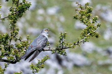 Male Cuckoo