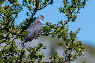 Male Cuckoo
