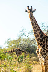 Giraffe 