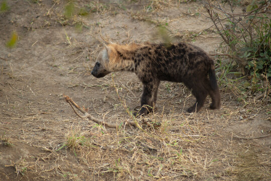 hspotted hyena cub