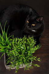 black british kitten with a houseplant