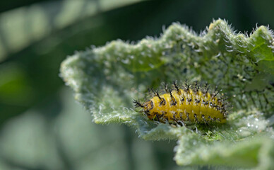 Henosepilachna argus (larva), common name bryony ladybird, is a species of beetle in the family Coccinellidae, Crete
