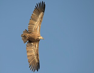 Griffon Vulture (Gyps fulvus), Crete