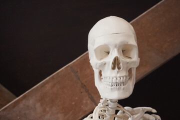 Human head skeleton for anatomical teaching - study of biology at university (science) - skull