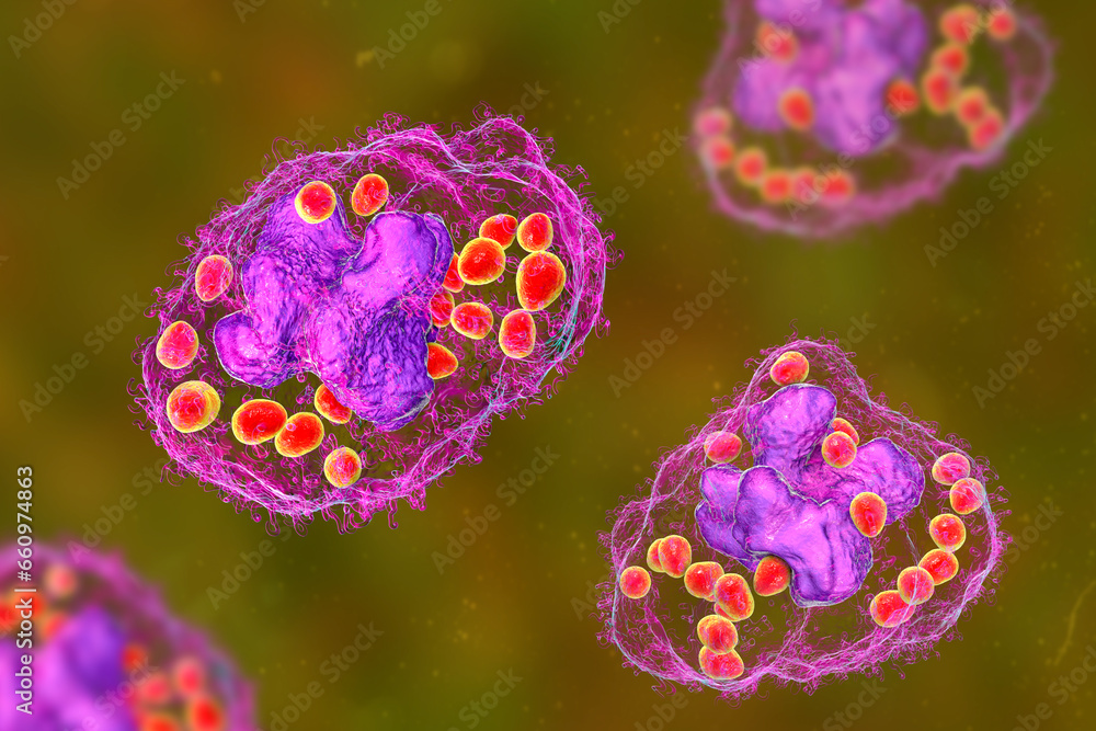 Wall mural histoplasma capsulatum fungus inside a macrophage cell, 3d illustration