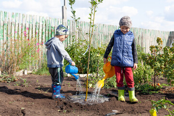 the brothers water a young tree with a watering can on an autumn day