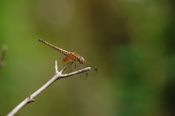 Dragonflies found in the forest.