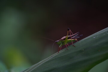 Insects found in agricultural fields.
