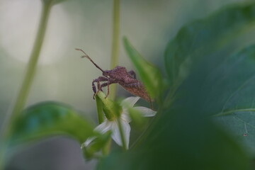 Insects that sit on the tops of chili peppers.