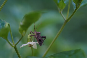 Insects that sit on the tops of chili peppers.