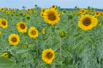 eBeautiful view of sunflowers growing In field. Field of yellow sunflowers on summer day