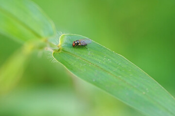 Flies caught on green leaves.