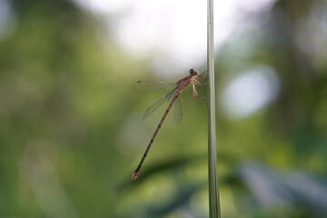 Dragonflies found in the forest.