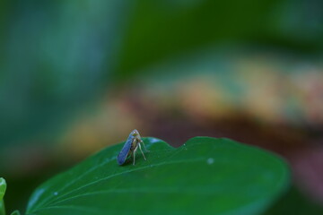Fulgoroidea found in agricultural fields.