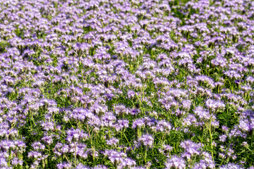 Obraz premium Lacy phacelia, blue tansy or purple tansy. Phacelia tanacetifolia