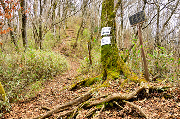 丹沢山地と道志山塊を結ぶ山伏峠
