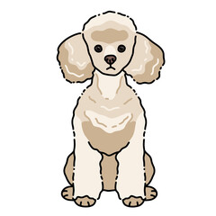 Poodle white dog sitting on transparent background illustration 