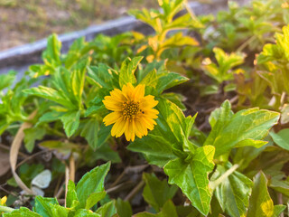 yellow flowers in the garden