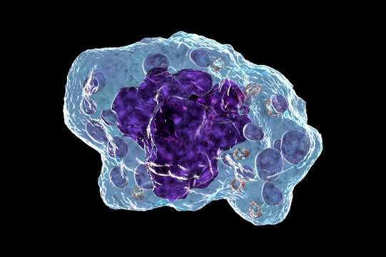 A macrophage cell, 3D illustration