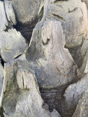 Pattern and texture of palm tree background