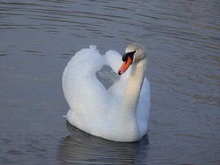 Obraz premium Schwan
