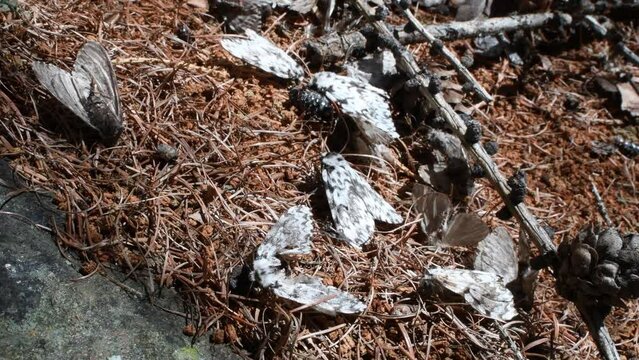 SEXUAL CONFUSION , PHEROMONE TRAP,  SEXUAL CONFUSION,  LIMANTRIA MONACA, dead butterflies, italy,