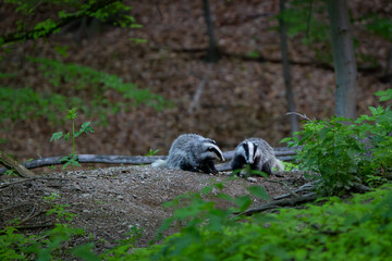 Two European badgers (Meles meles) foraging near their sett in a summer forest © Branislav