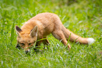 Red fox (vulpes vulpes) cub in nature	