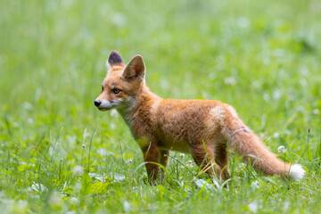 Red fox (vulpes vulpes) cub in nature	