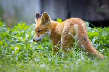 Red fox (vulpes vulpes) cub in nature	