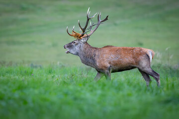 Red Deer (Cervus elaphus) walking on the meadow