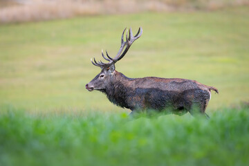 Red Deer (Cervus elaphus) walking on the meadow