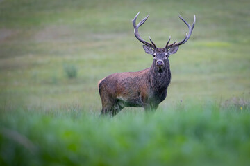 Naklejka na ściany i meble Red Deer (Cervus elaphus) walking on the meadow
