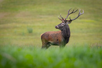 Red Deer (Cervus elaphus) walking on the meadow