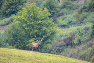 Naklejka premium Red Deer (Cervus elaphus) walking on the meadow