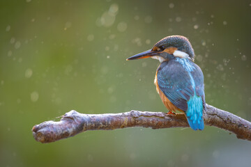 Common Kingfisher (Alcedo atthis) sitting on a branch. wildlife scenery