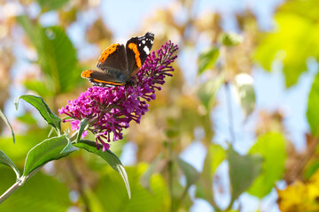 butterfly is drinking nectar of the Buddleja flower close-up - obrazy, fototapety, plakaty