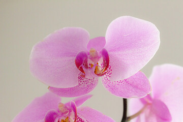 O
pen purple orchid