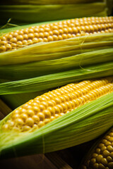 Fresh corn on wooden table.