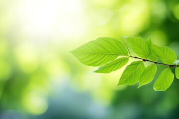 Fototapeta na wymiar Close-up of a green leaf, blurred background